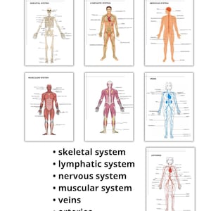 May include: A set of anatomical diagrams depicting the skeletal, lymphatic, nervous, muscular, vein, and arterial systems. Each diagram shows a human figure with labelled internal structures. The text at the bottom lists the systems.