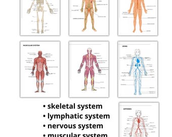 Paquete de pósteres de anatomía para belleza y masajes / Gráficos de anatomía editables en Canva / Esquelético, muscular, linfático, nervioso, venas y arterias / PDF