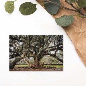 Carte postale Arbre de vie NOLA