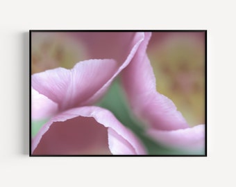 Digital Art, Digital Photography, Tulip Photos, Tulip Wall Art, Pink Photos, Tulip Art, Flower Photography, Nursery Wall Art, Tulip Art