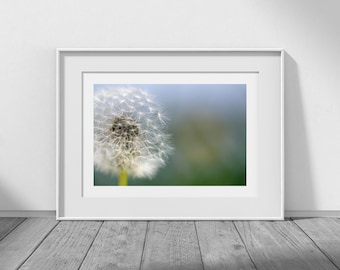 Photography Download, Digital Download, Photography, Dandelion Photo, Dandelion Art, Dandelion Photography, Dandelions, Dandelion Download