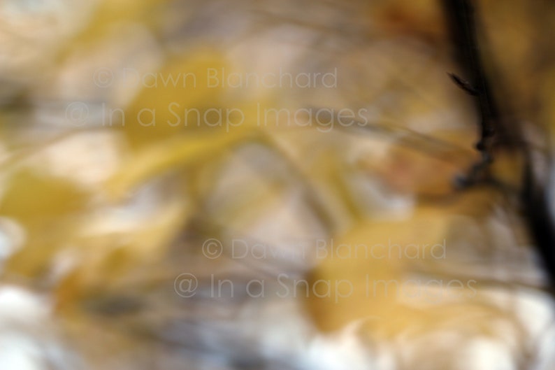 Nature Photography October Light Natural Decor Digital Download Canada Fall Decor Fall Photography Canadian Decor Fall Colours