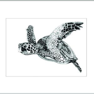 May include: A detailed black and white drawing of a sea turtle in mid-swim. The turtle's shell and flippers are intricately shaded, showcasing a textured pattern. The artwork is framed in a white mat.