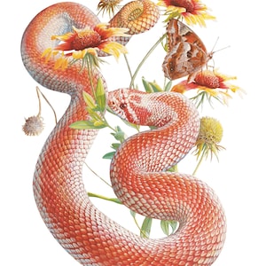 Western Hognose Snake (Heterodon nasicus) Fine Art Print