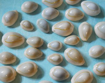 SALE - Set of Thirty Polished Cowrie Shells - Different Sizes for Jewelry and Mixed Media Art