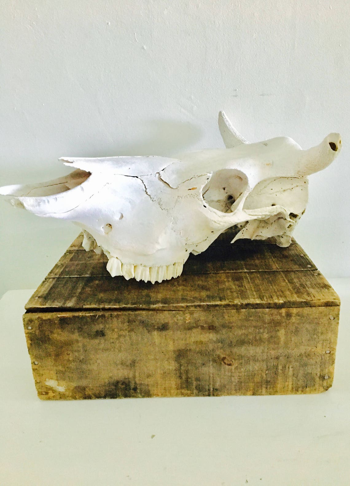 Vintage lornhorn bullhead bull skull home decor head wall Etsy
