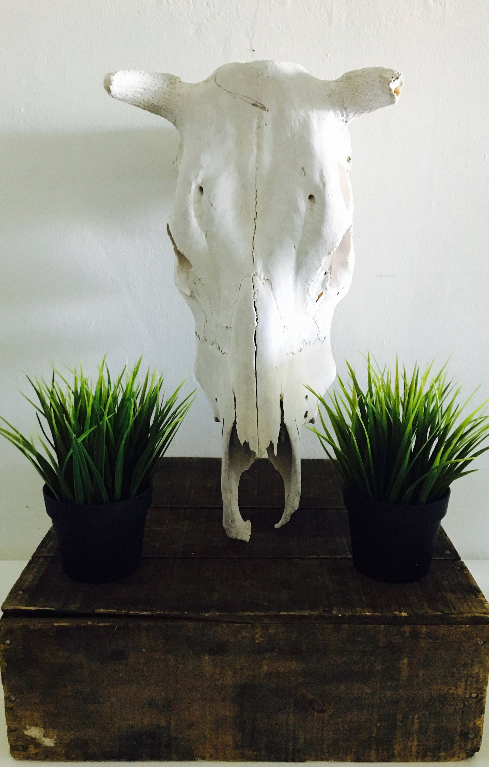 Vintage Lornhorn Bullhead Bull Skull Home Decor Head Wall Etsy