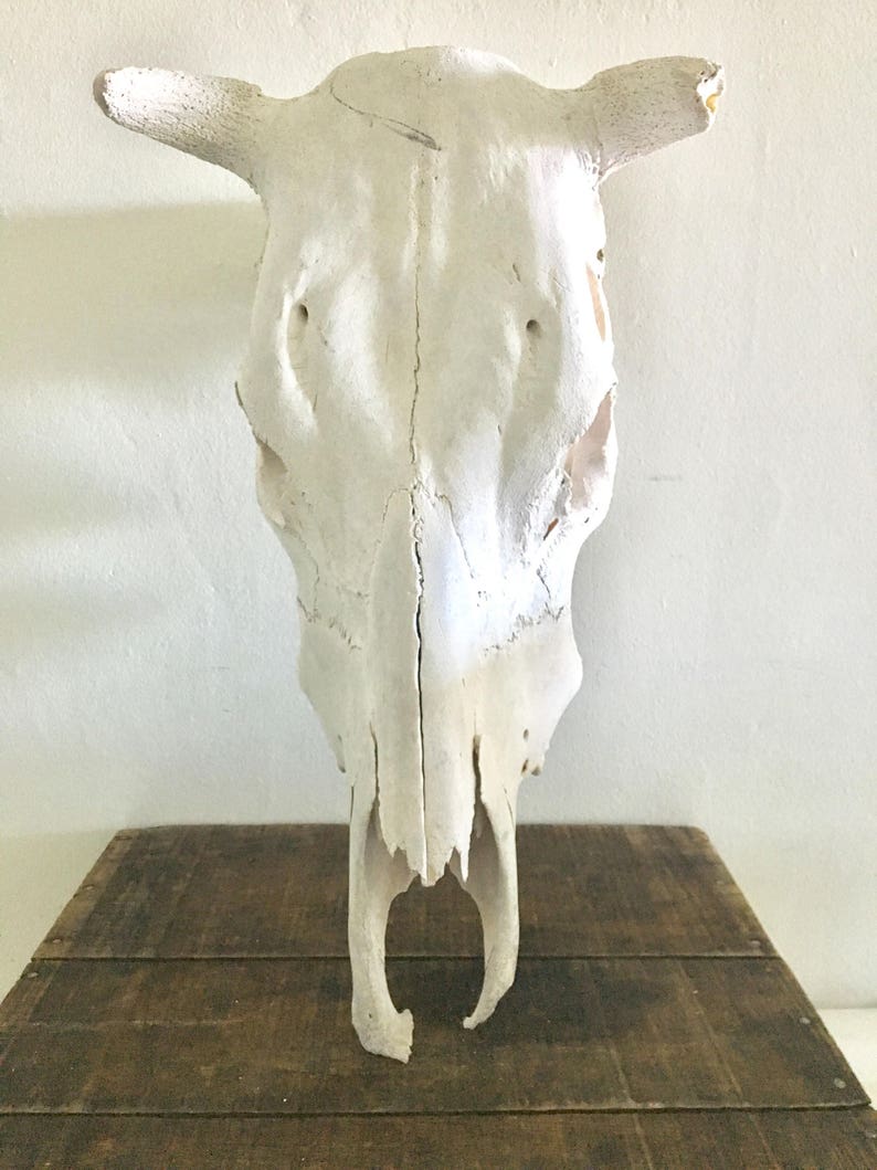 Vintage Lornhorn Bullhead Bull Skull Home Decor Head Wall Etsy
