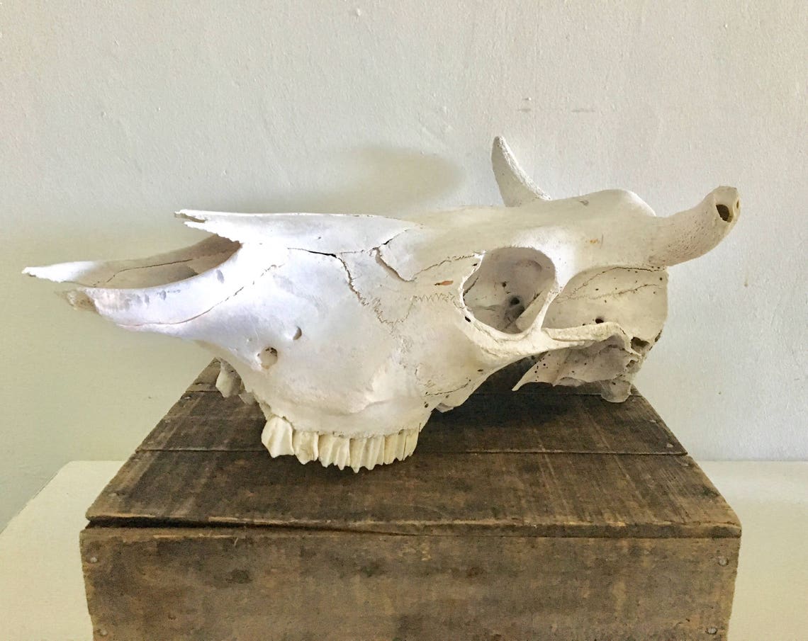 Vintage lornhorn bullhead bull skull home decor head wall Etsy