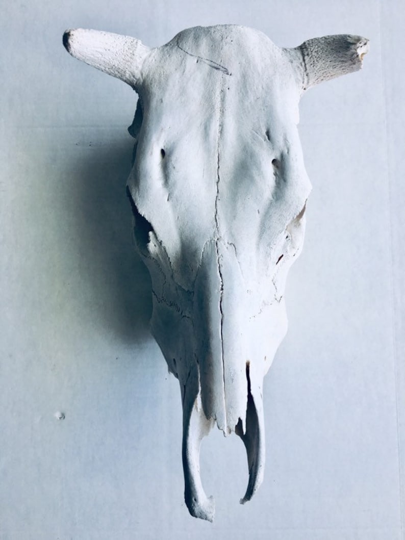 Vintage Lornhorn Bullhead Bull Skull Home Decor Head Wall Etsy