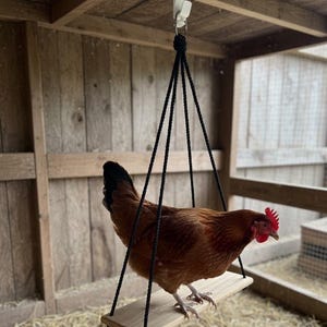May include: A brown chicken stands on a rectangular wooden perch suspended by four black braided ropes. The ropes are knotted together at the top and attached to a white metal hook, creating a swing for the bird inside a wooden coop.