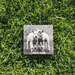 Lamb Stickers