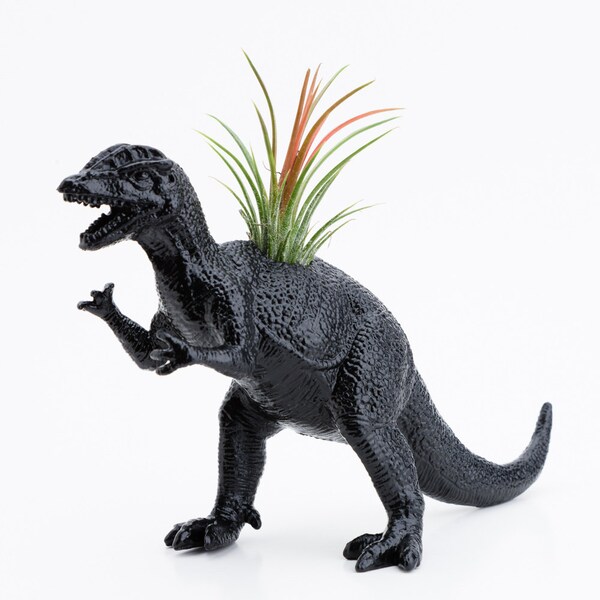 Black Dinosaur Planter with Air Plant Room Decor, College Dorm Ornament, Geekery, Tillandsia Plant Pot