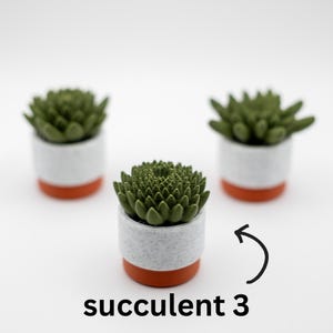 K&ouml;nnte beinhalten: Drei kleine Sukkulenten in T&ouml;pfen mit gr&uuml;nen Bl&auml;ttern und wei&szlig;en und orangefarbenen T&ouml;pfen. Die Sukkulente rechts ist mit "Sukkulent 3" beschriftet.