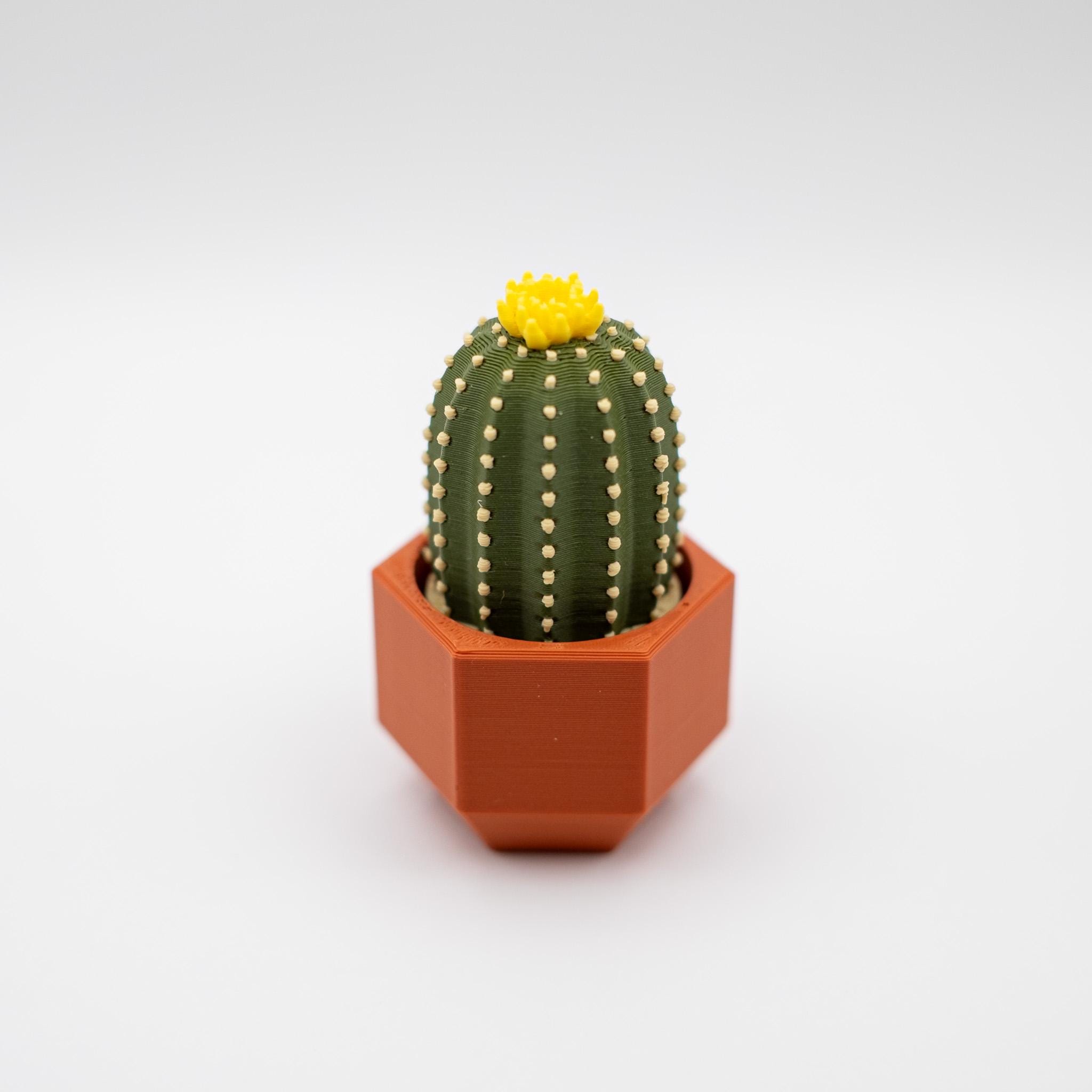 mammillaria microcarpa Mammillaria boolii – Kyle's Plants main image 0