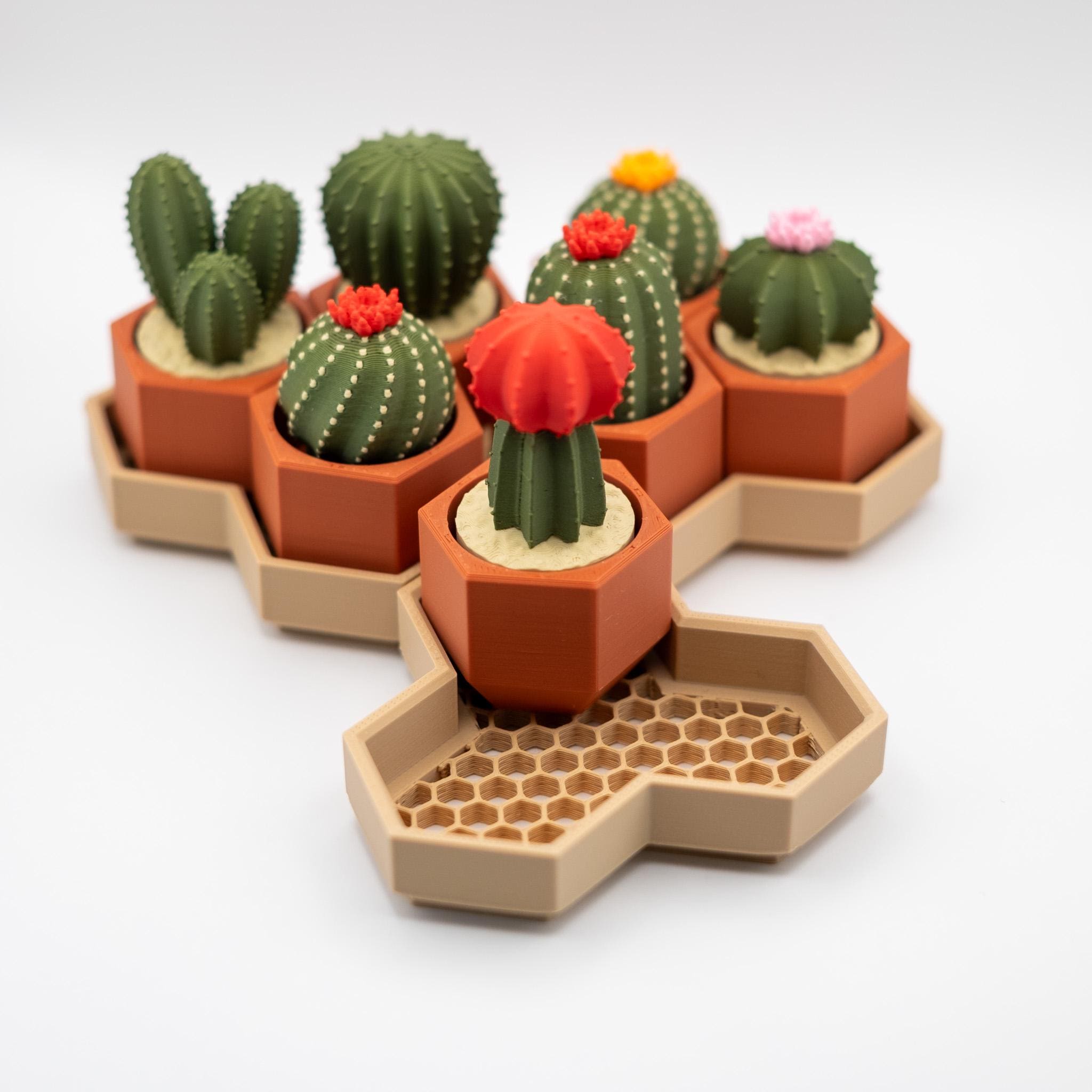 cactus n Buy Golden Saguaro Phoenix, AZ | N. polylopha