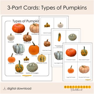 以下が含まれることがあります： 「Types of Pumpkins」と題された3部構成の教育用カード。シンデレラ、スノーボール、ブルーデライト、シュガーパイ、ワーティゴブリン、ポーセリンドール、グレムリン、グリズリーベア、ニューイングランドロングパイ、マリーナディキオッジャなど、様々な種類のカボチャが掲載されています。