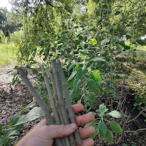 May include: A hand holding a bundle of six brown, bare branches with small green buds.