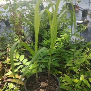 Green sugar cane (one gallon pot)