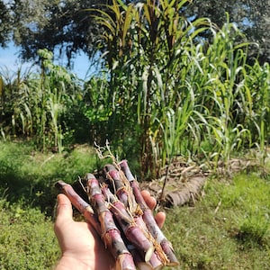 May include: A hand holding a bunch of purple sugarcane stalks with roots attached. The stalks are about 10 inches long and have a dark purple hue. The sugarcane is growing in a field with green grass and other plants.