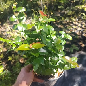 May include: A potted plant with vibrant green leaves and reddish-orange new growth. The plant is held in a black pot, with a hand visible. The background shows other plants and sunlight.