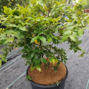 May include: A small, potted plant with vibrant green leaves and slender branches. The plant is in a black plastic pot, and the soil is covered with a brown, fibrous material. The background is blurred, suggesting an outdoor setting.