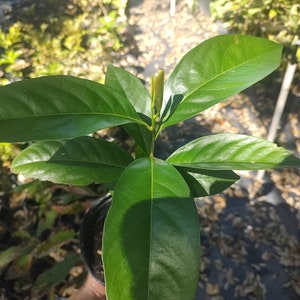 Black sapote seedling(chocolate pudding fruit)