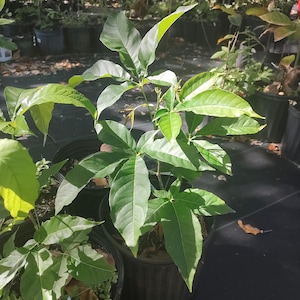 May include: A close-up shot of a potted plant with large, green leaves. The leaves have a smooth texture and are arranged in a symmetrical pattern. The plant is in a black plastic pot, and other plants are visible in the background.