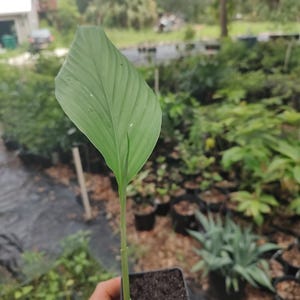 May include: A small potted plant with a large, green leaf. The leaf is the focal point, with prominent veins. The plant is in a square black pot filled with soil. The background is a blurred outdoor scene with other plants.