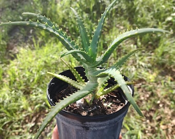 Aloe Arborescens - Etsy