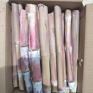 May include: A collection of cylindrical sugarcane stalks packed vertically inside a cardboard box. The stalks feature a fibrous texture with a color palette ranging from pale cream and light green to deep reddish-purple hues along the nodes.