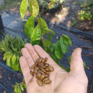 Sour sop seeds (Guanabana)