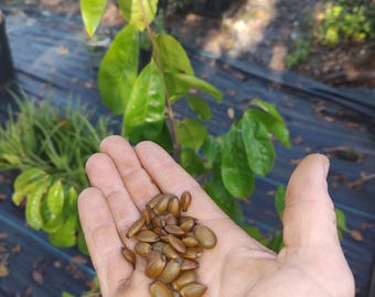 Sour sop seeds (Guanabana)
