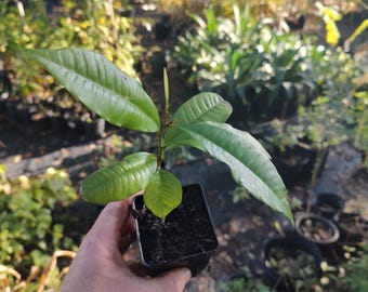 Star Apple Tree Sapling – Sweet Fruit, Creamy Foliage (4in Cell)