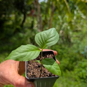 May include: A small green seedling with three distinct leaves growing in a square black plastic nursery pot filled with dark brown soil. The plant has a thin central stem and textured foliage with visible veins, presented in a compact container.
