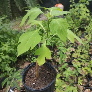 May include: A young plant with large, light green leaves in a black plastic pot. The plant has a single stem and is surrounded by other plants in a nursery setting. The leaves have a distinctive shape with pointed tips.