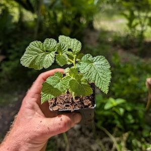 May include: A small green raspberry plant seedling with serrated, textured leaves growing in a black plastic nursery pot filled with dark brown potting soil, showcasing vibrant foliage and a healthy stem structure for garden planting.