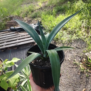 Blue agave
