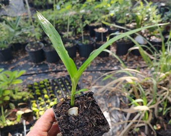 Spider lily (4in cell)