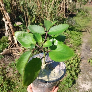 May include: A potted plant with large, vibrant green leaves and reddish stems. The plant is in a black plastic pot, wrapped in clear plastic. The background features green grass and other plants.