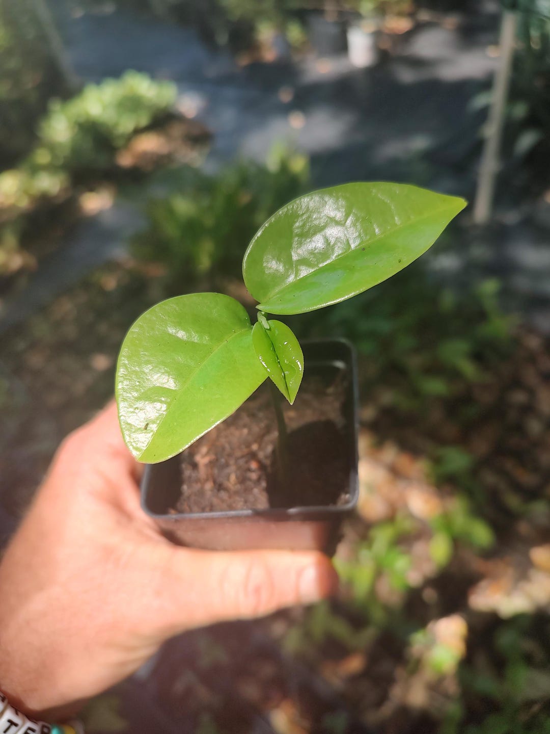 Mountain Sour Sop (4 Inch Cell) - Etsy
