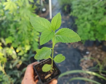 Lemon verbena 4 inch cell (Tropical lemon balm)