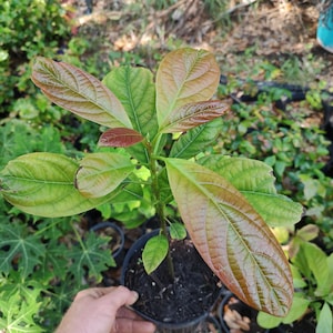 Avocado Tree (6in pot)