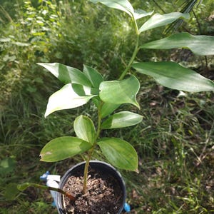 May include: A potted plant with large, green leaves and a slender stem. The plant is in a black plastic pot filled with dark soil. The background features green grass and other foliage, with sunlight illuminating the scene.
