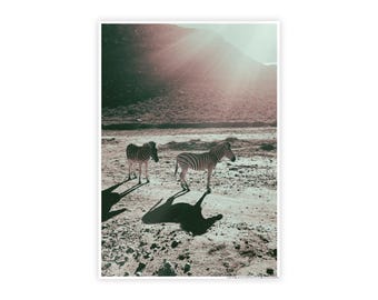 Carteles - Cebras en Sudáfrica (brillante)