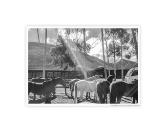 Carteles - Caballos en la hora dorada (blanco y negro)