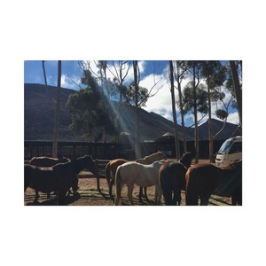 Poster Print - Horses in Golden Hour