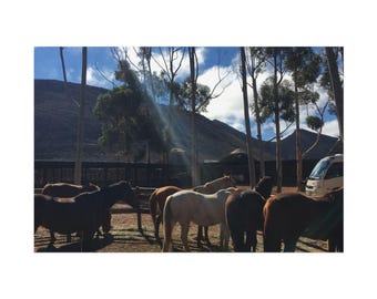 Impresión de póster: Caballos en la hora dorada