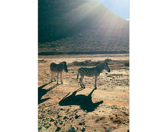 Impresión de póster: Cebras en Sudáfrica