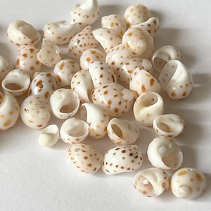 May include: A collection of small, off-white sea shells featuring scattered brown spots. Each shell has a smooth, polished surface and a distinct opening, with some shells showing small, naturally occurring holes. The shells are arranged in a loose pile.